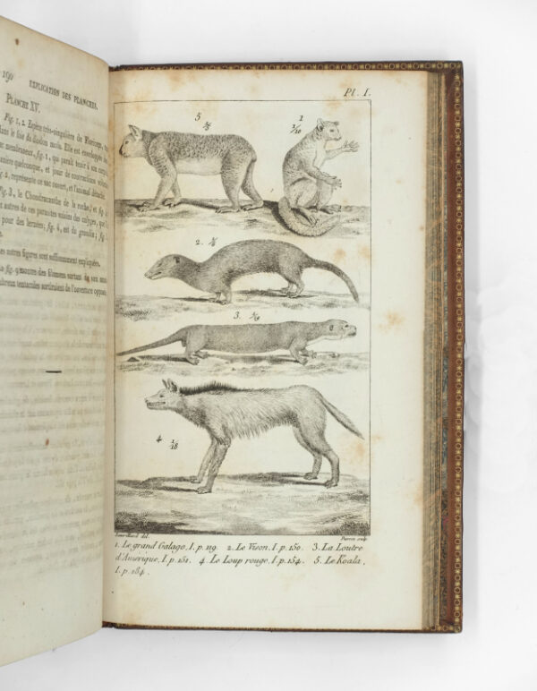 <span class="artist-name-product">CUVIER  Georges</span> Le Règne animal distribué d'après son organisation pour servir de base à l'histoire naturelle des animaux et d'introduction à l'anatomie comparée. – Image 4