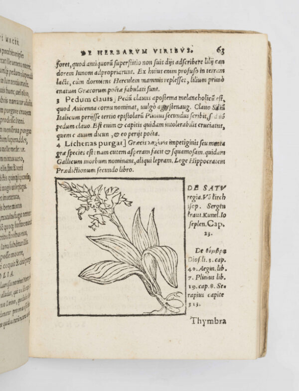 <span class="artist-name-product">MACER FLORIDUS </span> De Herbarum Virtutibus Aemilii Macri Veronensis elegantissima poesis, cum succincta admodum difficilium & obscurorum locorum, D. Georgii Pictorii... expositione... & in lucem edita. Cum Carmine de Herba quadam exotica... D. Georgio Pictorio Villingano autore. - Image 3