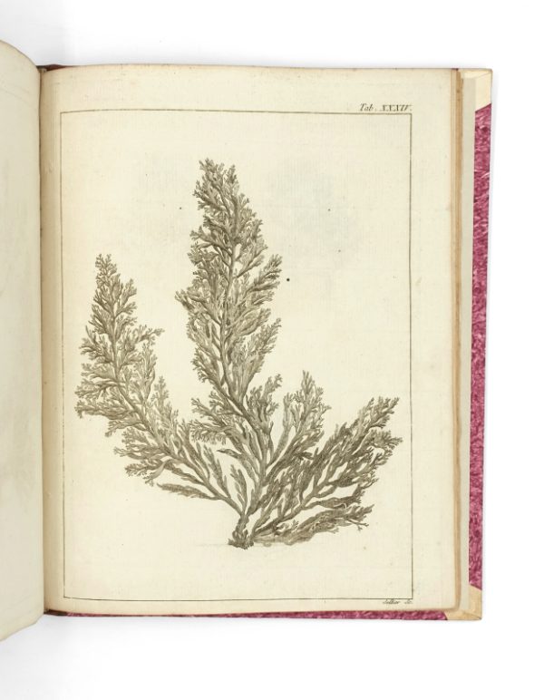 <span class="artist-name-product">LAMOUROUX  Jean-Vincent-Félix</span> Dissertations sur plusieurs espèces de fucus, peu connues ou nouvelles; avec leur description en latin et en français. 1er fascicule [seul paru]. – Image 5