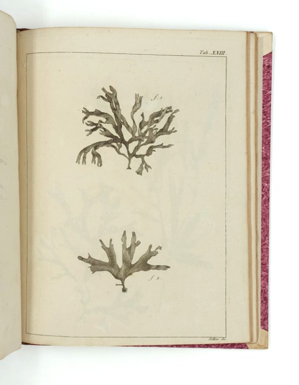 <span class="artist-name-product">LAMOUROUX  Jean-Vincent-Félix</span> Dissertations sur plusieurs espèces de fucus, peu connues ou nouvelles; avec leur description en latin et en français. 1er fascicule [seul paru]. – Image 7