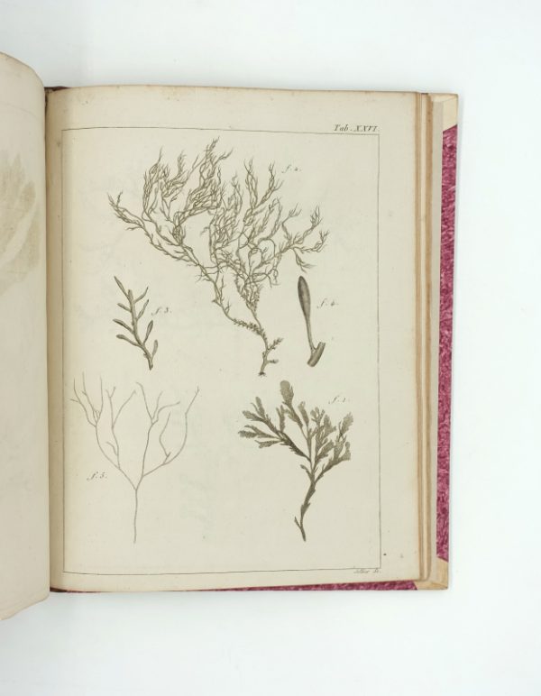 <span class="artist-name-product">LAMOUROUX  Jean-Vincent-Félix</span> Dissertations sur plusieurs espèces de fucus, peu connues ou nouvelles; avec leur description en latin et en français. 1er fascicule [seul paru]. – Image 8