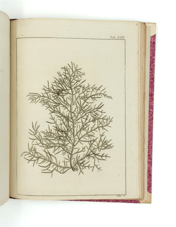 <span class="artist-name-product">LAMOUROUX  Jean-Vincent-Félix</span> Dissertations sur plusieurs espèces de fucus, peu connues ou nouvelles; avec leur description en latin et en français. 1er fascicule [seul paru]. – Image 9